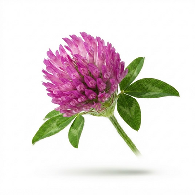 Red Clover