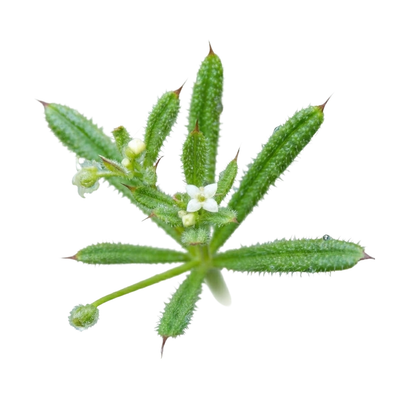 Cleavers